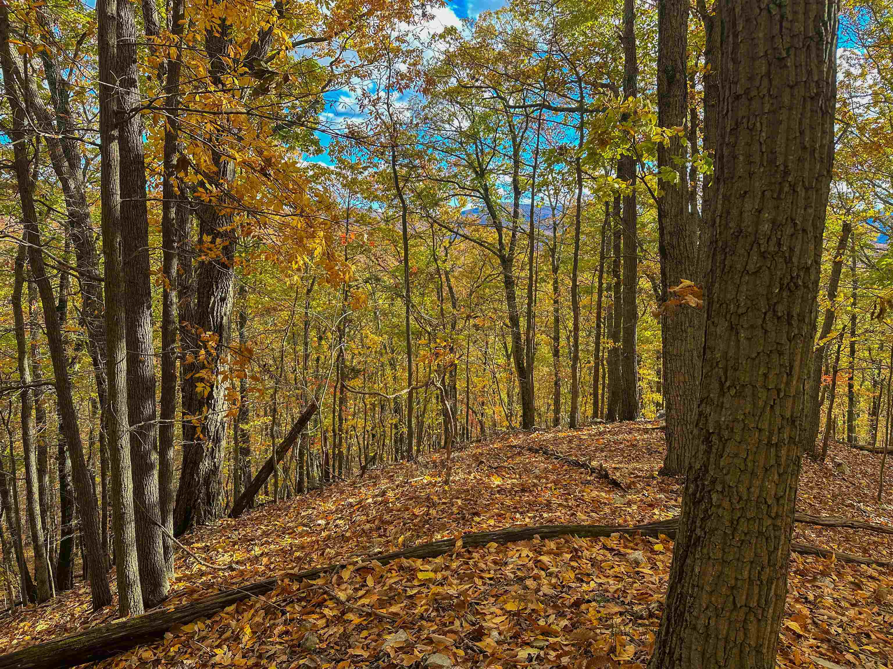 Tbd Inch Run Lane Lyndhurst, VA 22952 - Photo 42 of 57 a view of the pathway of a yard