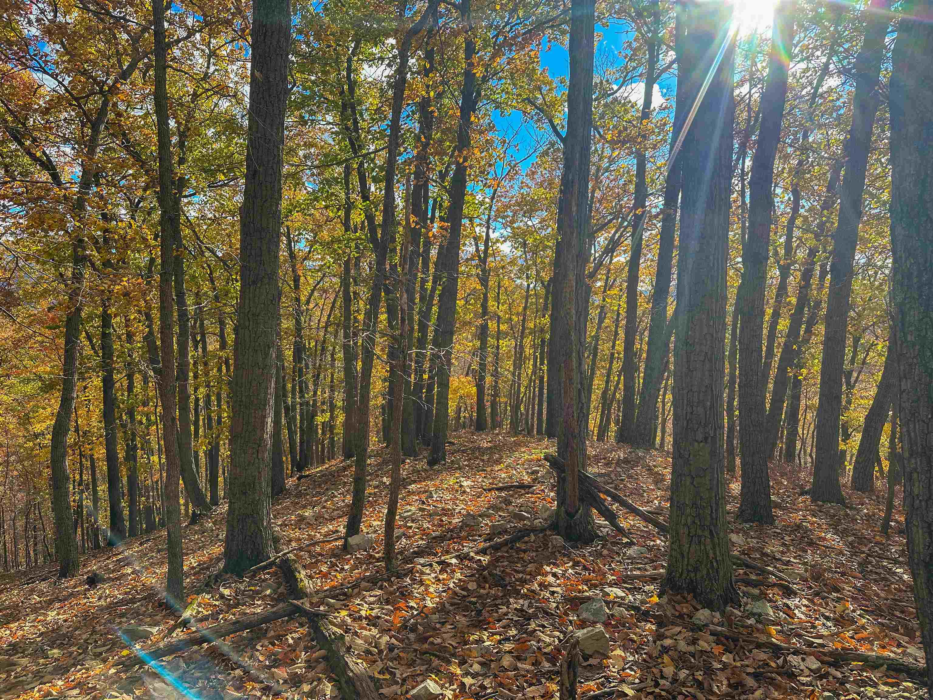 Tbd Inch Run Lane Lyndhurst, VA 22952 - Photo 43 of 57 a view of outdoor space with trees