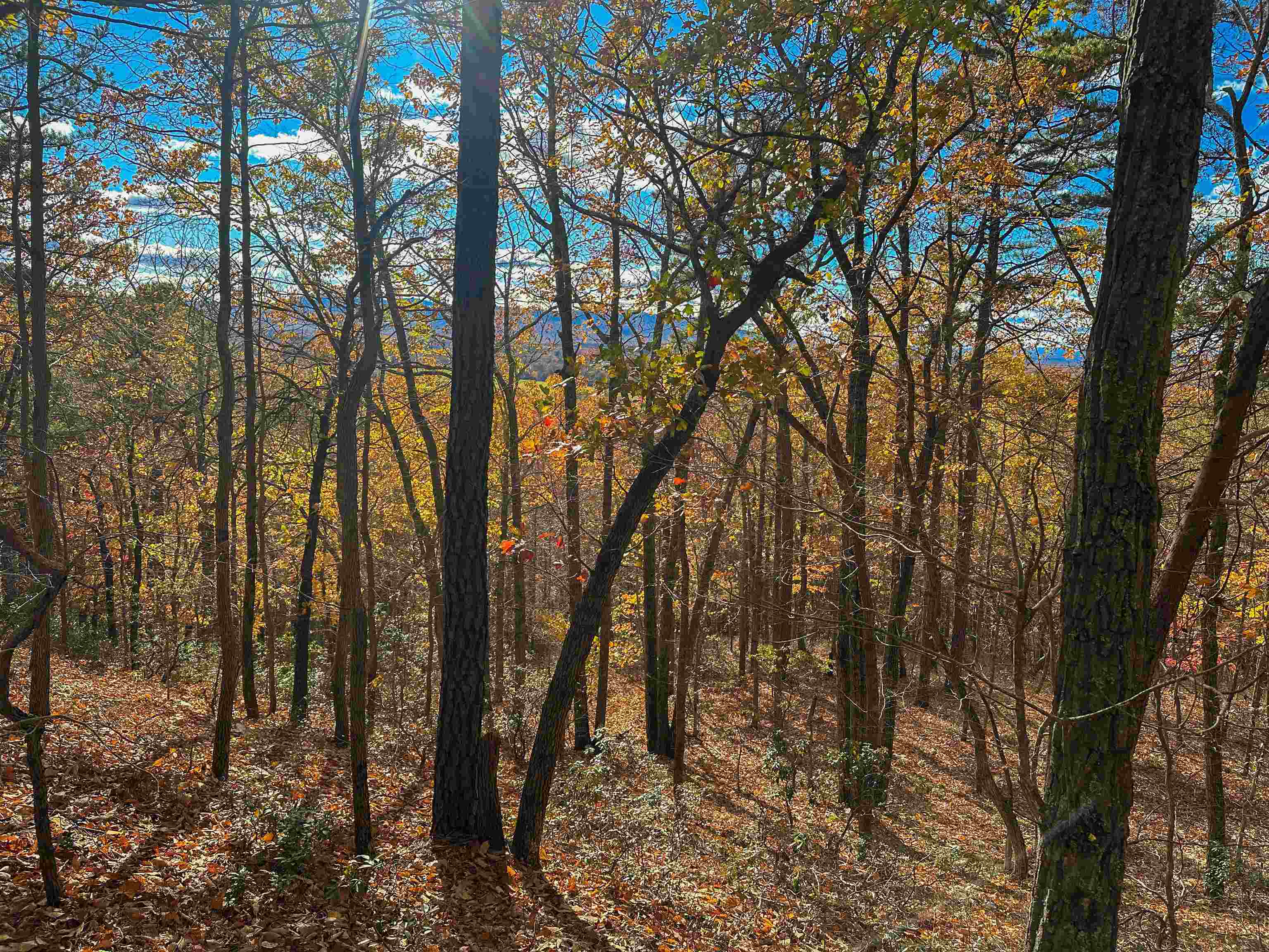 Tbd Inch Run Lane Lyndhurst, VA 22952 - Photo 44 of 57 a view of a forest