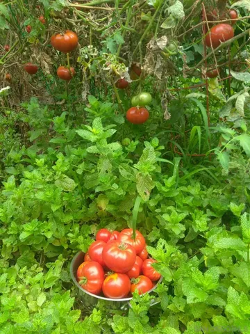 a view of a patio with table and chairs potted plants with wooden floor