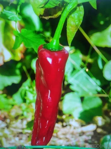 $1,999,000 | 710 Fort Stockton Drive, San Diego, CA 92103