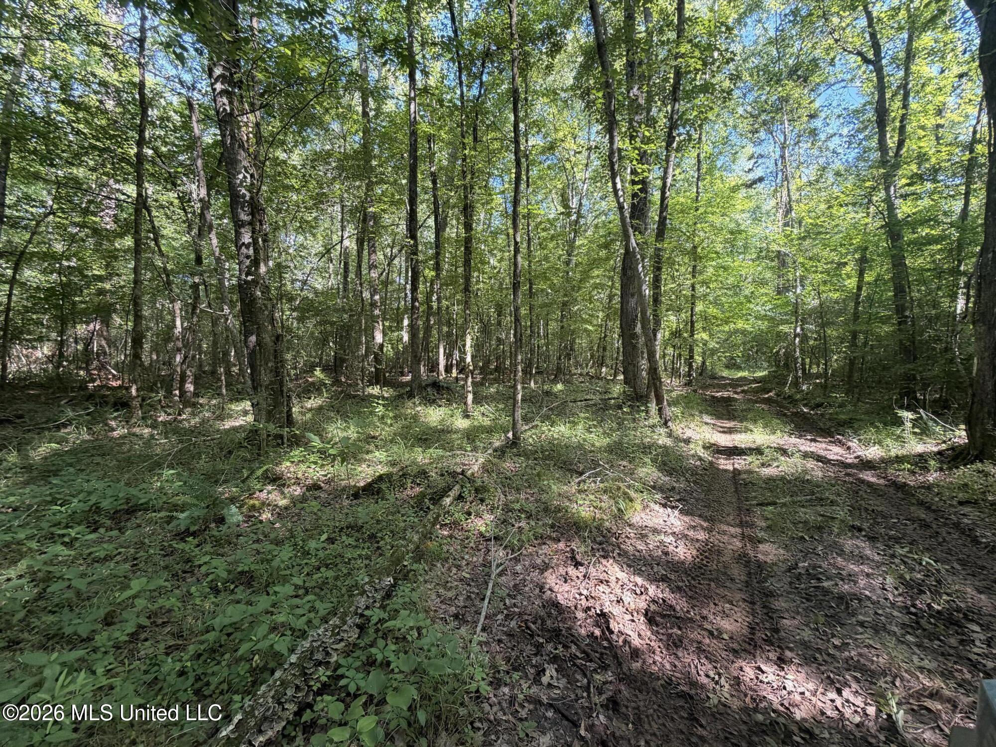 Tom Mans Road Vaiden, MS 39176 - Photo 5 of 12 IMG_4065