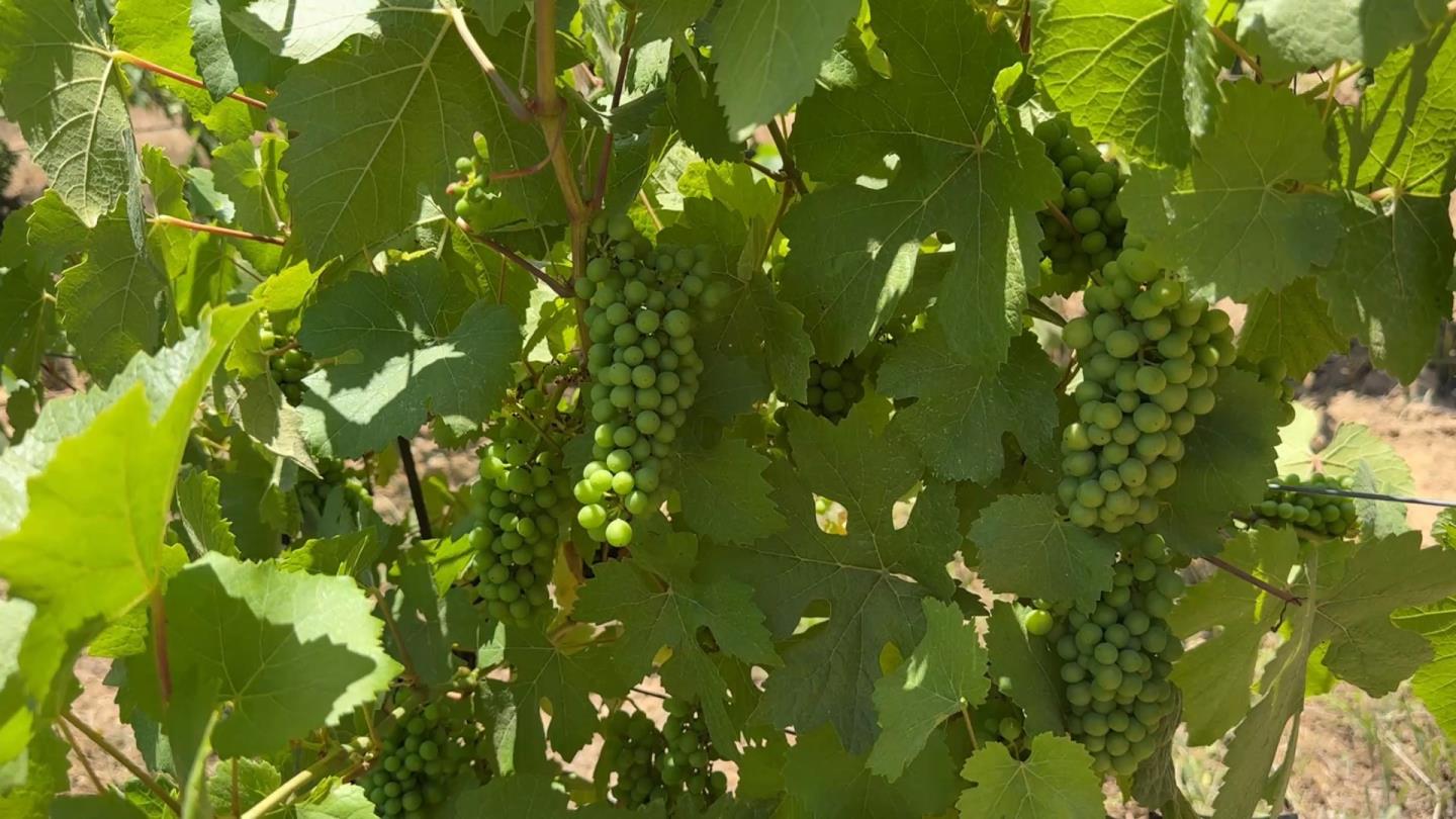 18590 Black Road Los Gatos, CA 95033 - Photo 18 of 24 a view of a tree