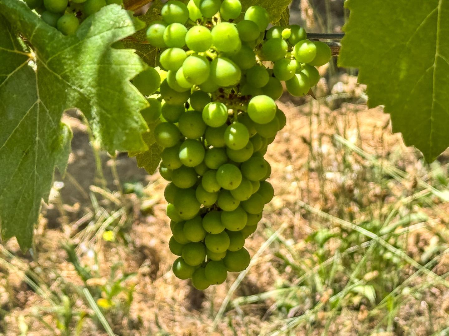 18590 Black Road Los Gatos, CA 95033 - Photo 19 of 24 a view of a tree
