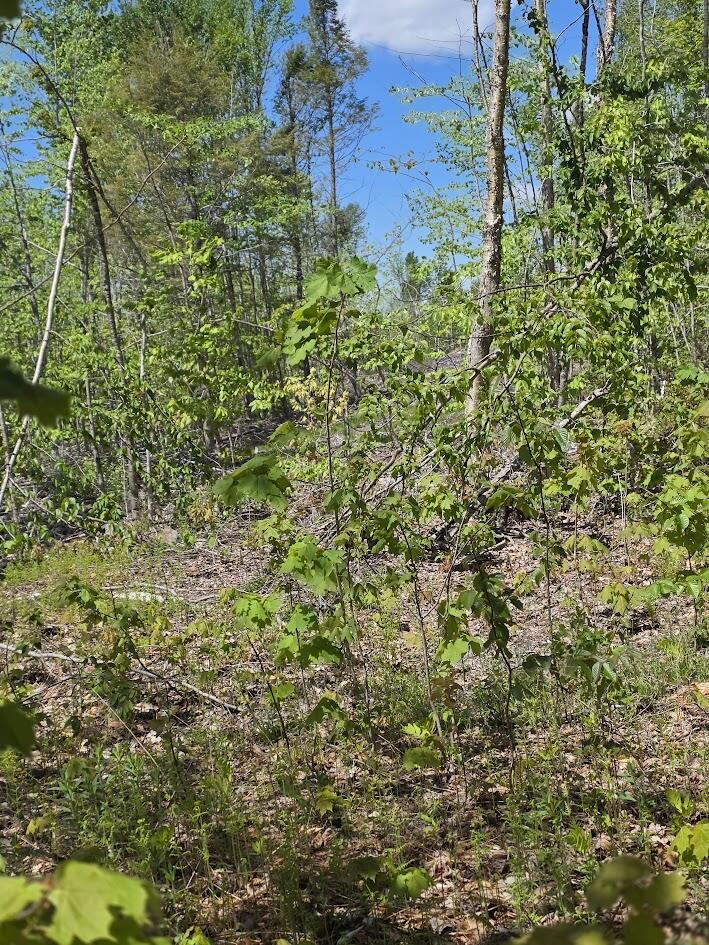 Lot 6 South Treadwell Hill Road Springfield, ME 04487 - Photo 4 of 14 20260526_134329