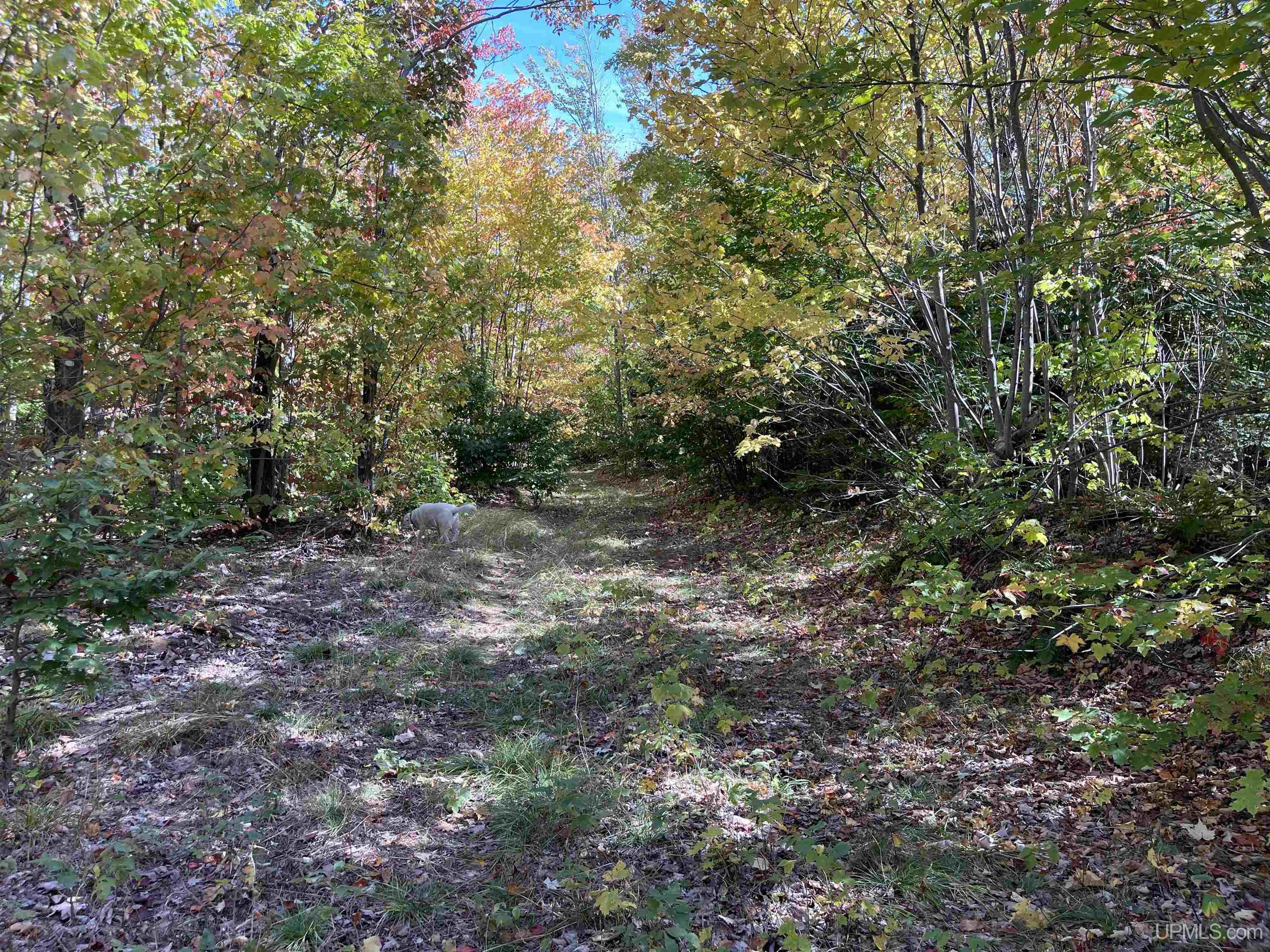 160 Acres Off H-58 Road Seney, MI 49883 - Photo 17 of 26