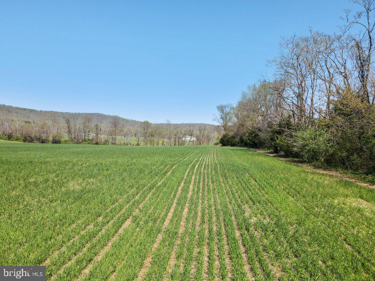17709 Comus Road Dickerson, MD 20842 - Photo 6 of 10 a view of a back yard