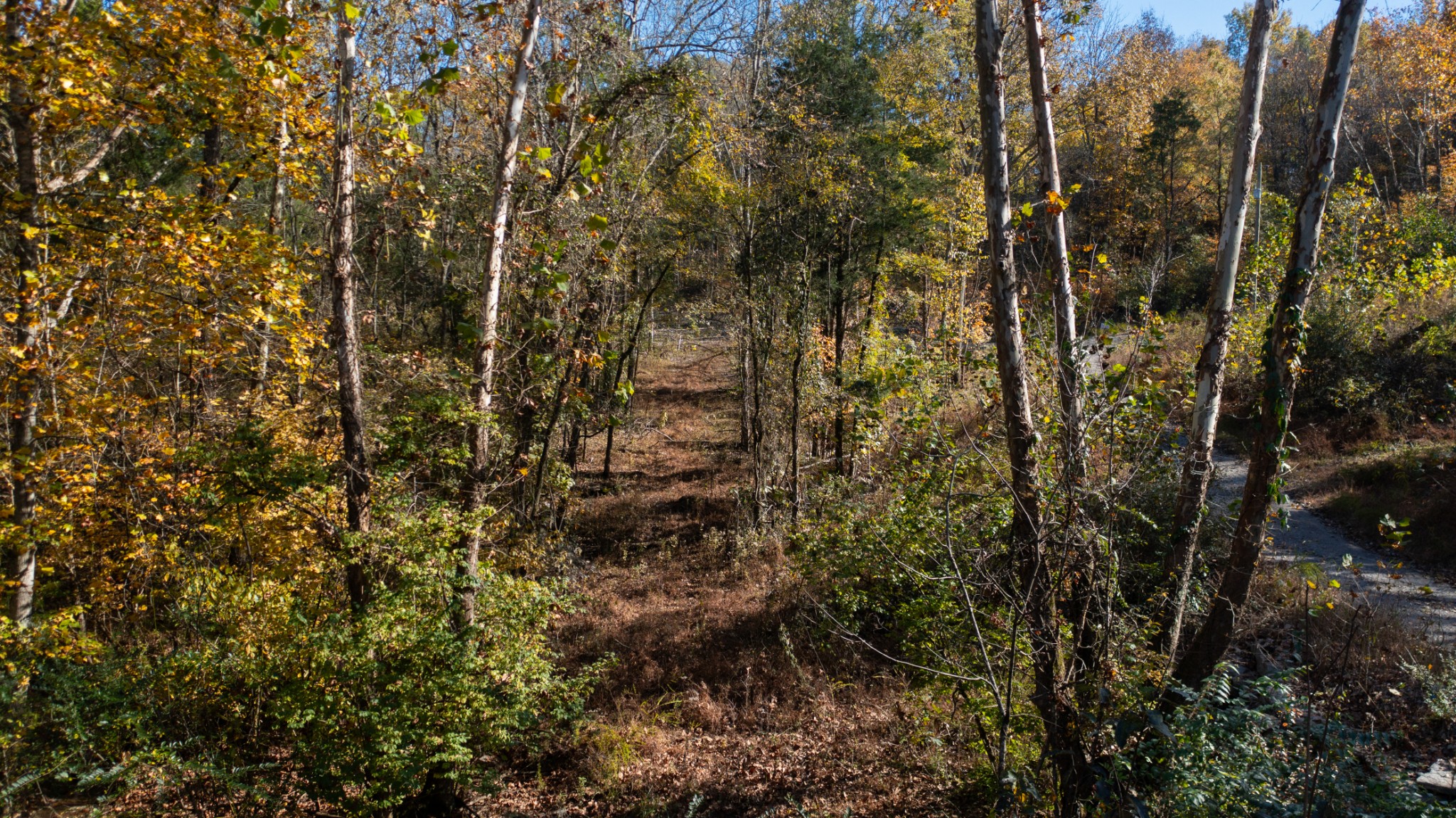 151 Angels Cove Lane Lebanon, TN 37087 - Photo 2 of 24 a view of a house with a lush green forest