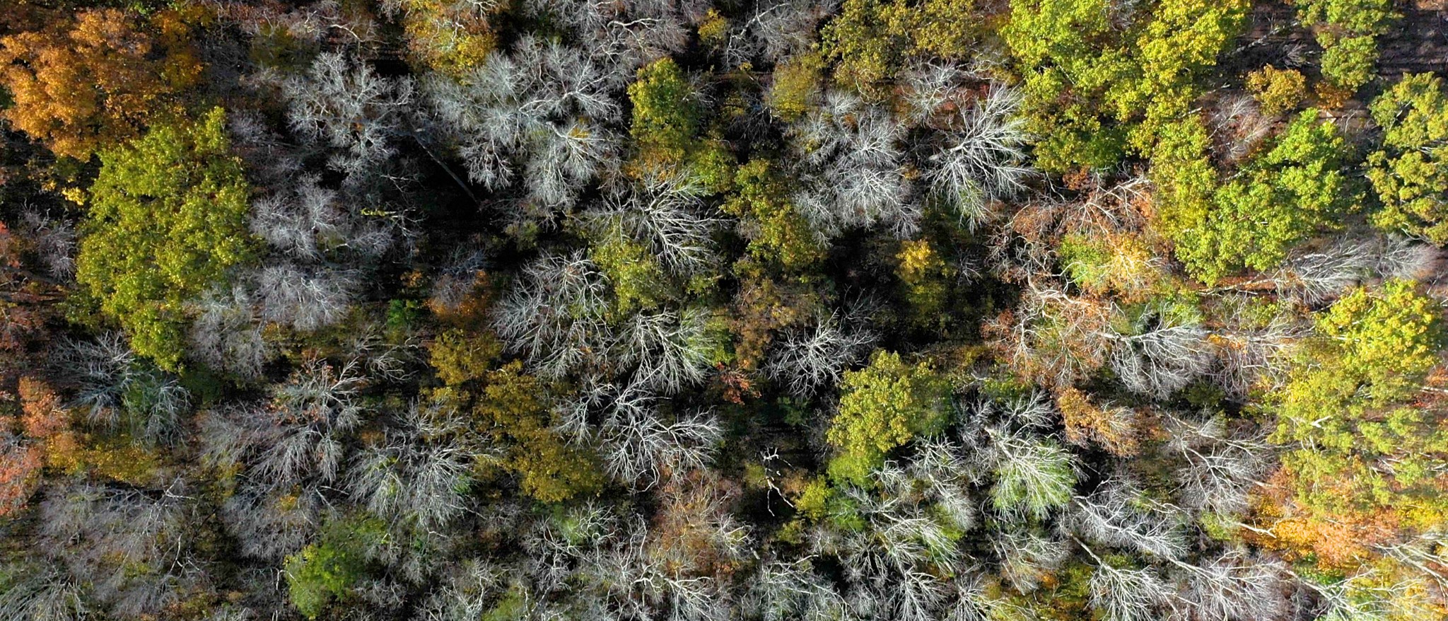 151 Angels Cove Lane Lebanon, TN 37087 - Photo 7 of 24 a view of a tree