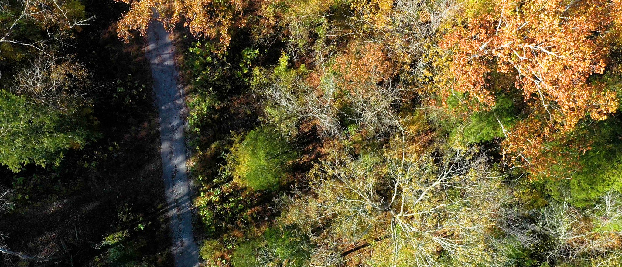 151 Angels Cove Lane Lebanon, TN 37087 - Photo 8 of 24 a view of a tree