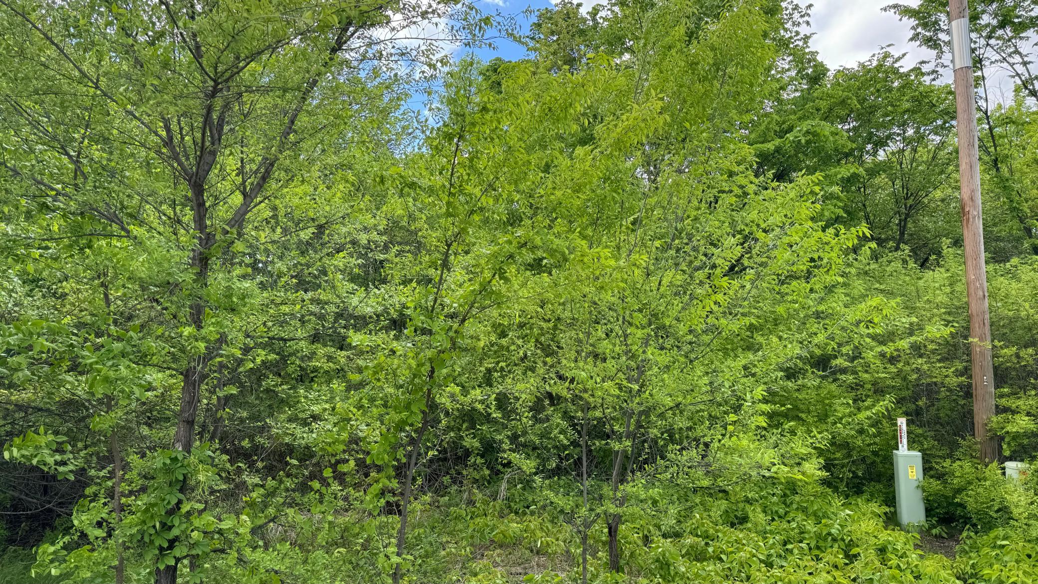 Lot 16 Sunset Strip Northwest Alexandria, MN 56308 - Photo 38 of 45
