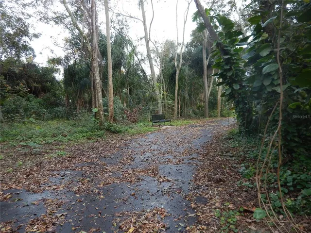 a view of a forest with trees in the background