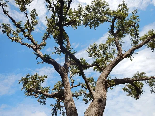 a view of a tree in a yard next to a house