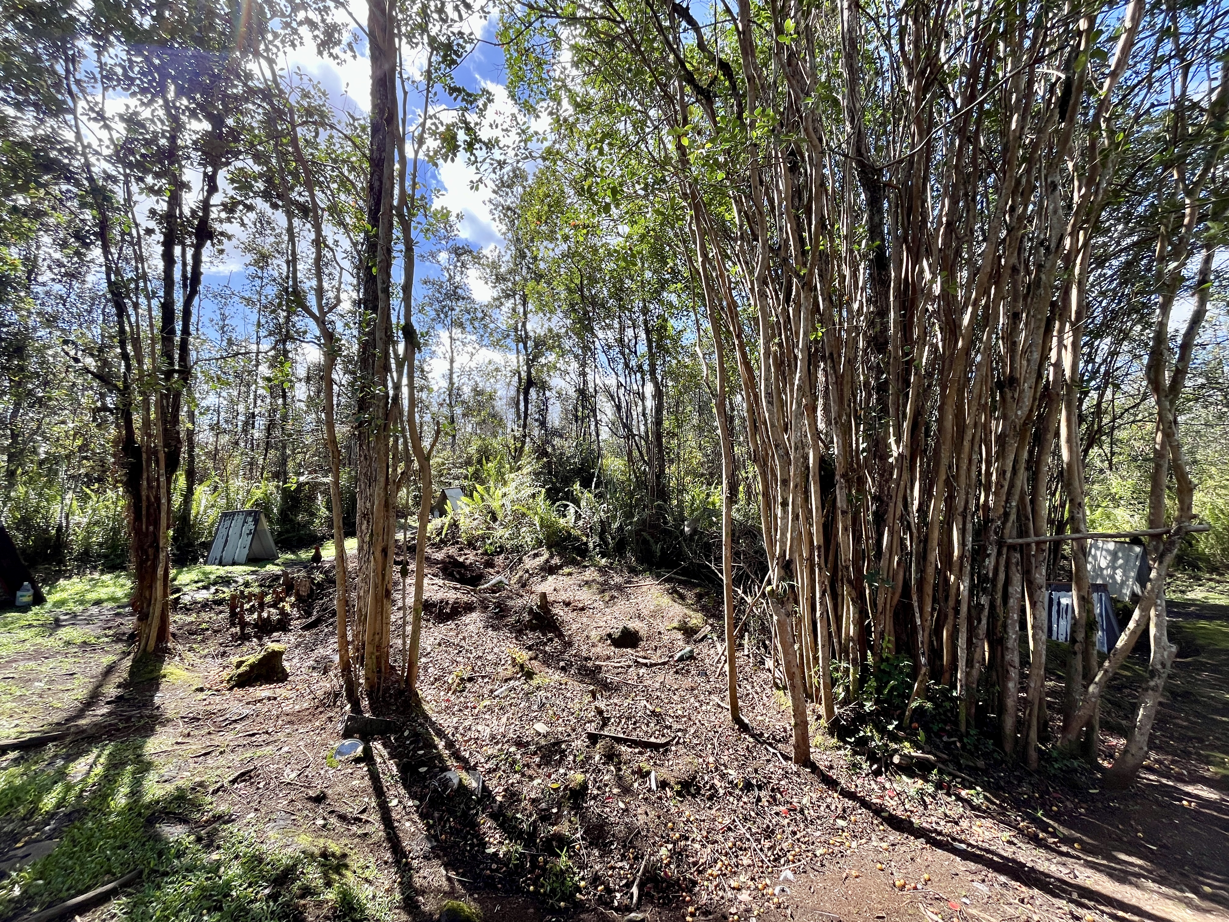 16-1088 Opeapea Road Kurtistown, HI 96760 - Photo 21 of 29 a view of a forest filled with trees