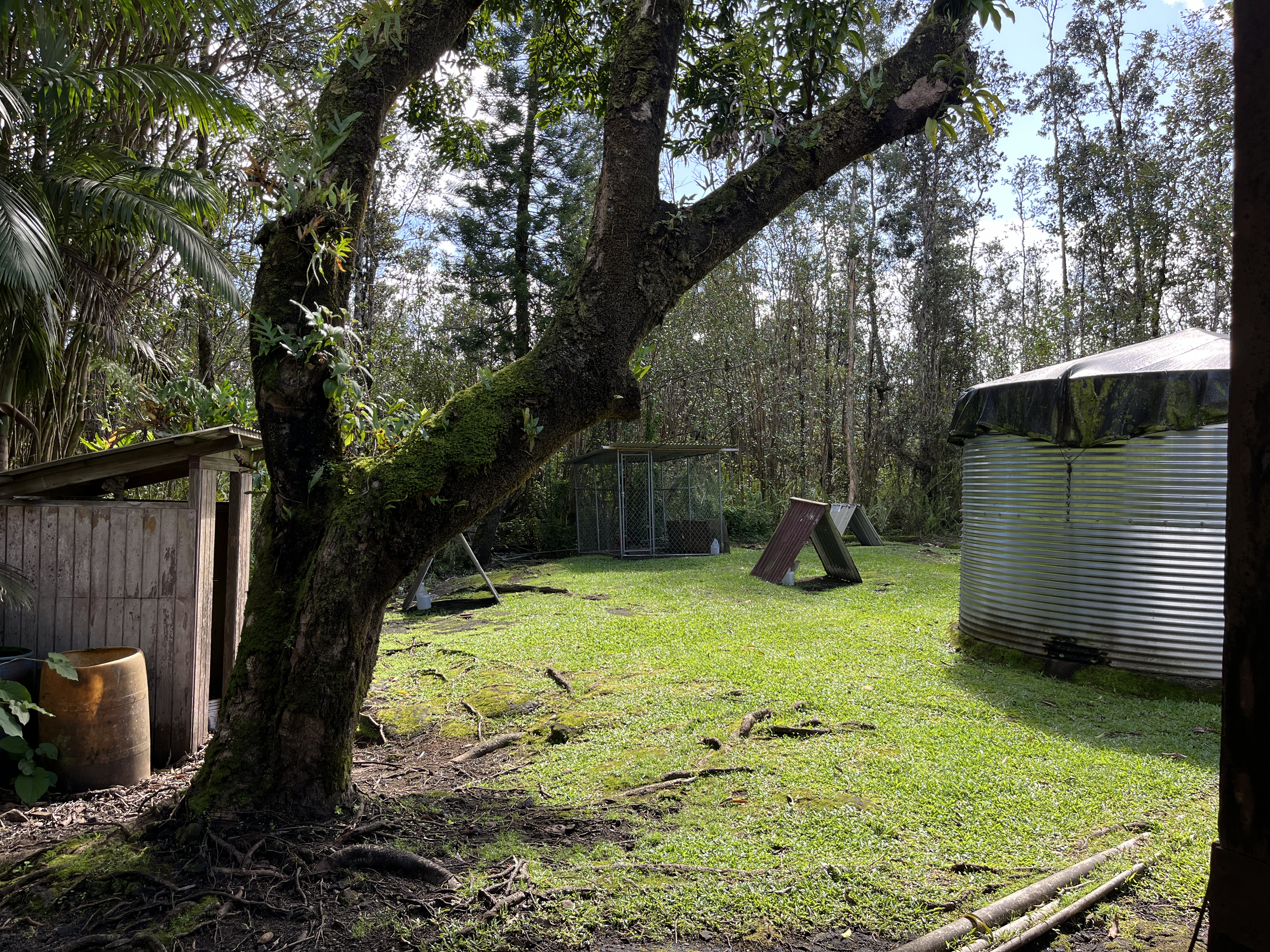 16-1088 Opeapea Road Kurtistown, HI 96760 - Photo 27 of 29 a view of a backyard with large trees