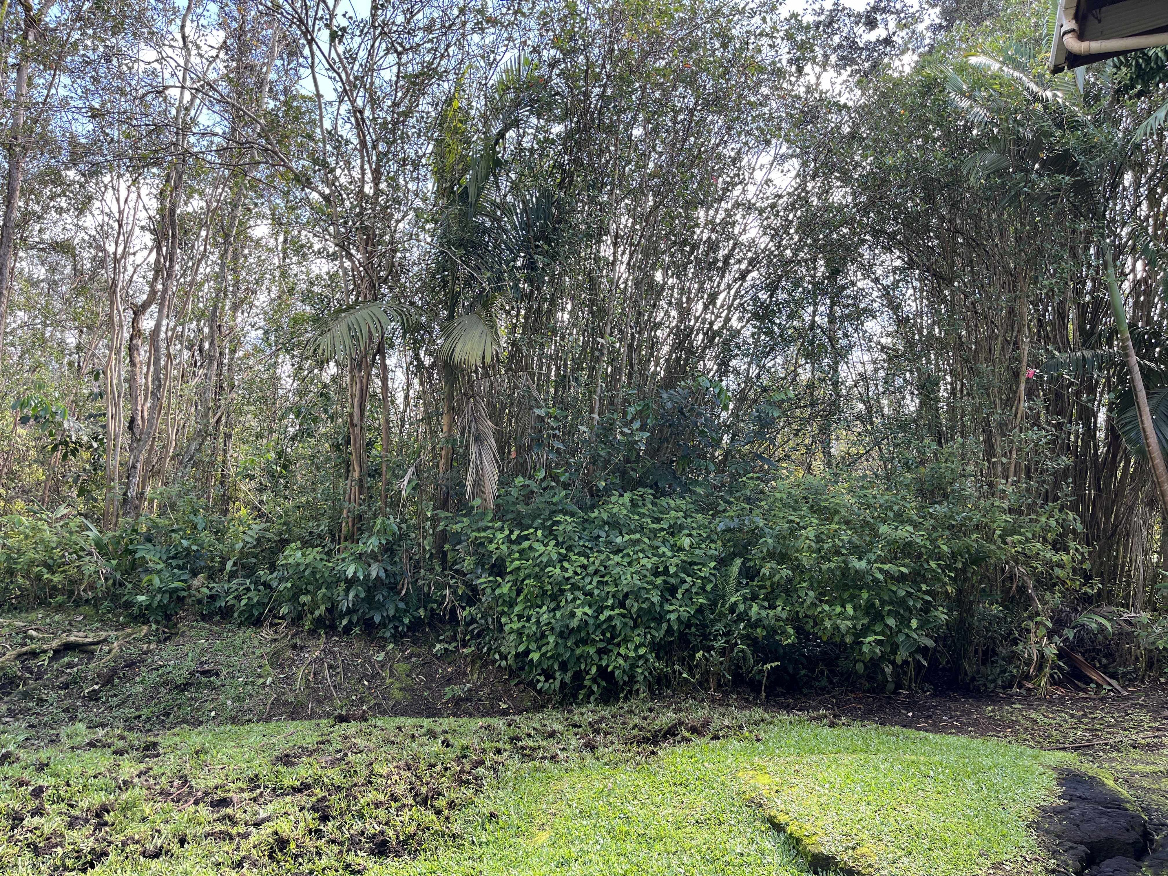 16-1088 Opeapea Road Kurtistown, HI 96760 - Photo 29 of 29 a view of a yard
