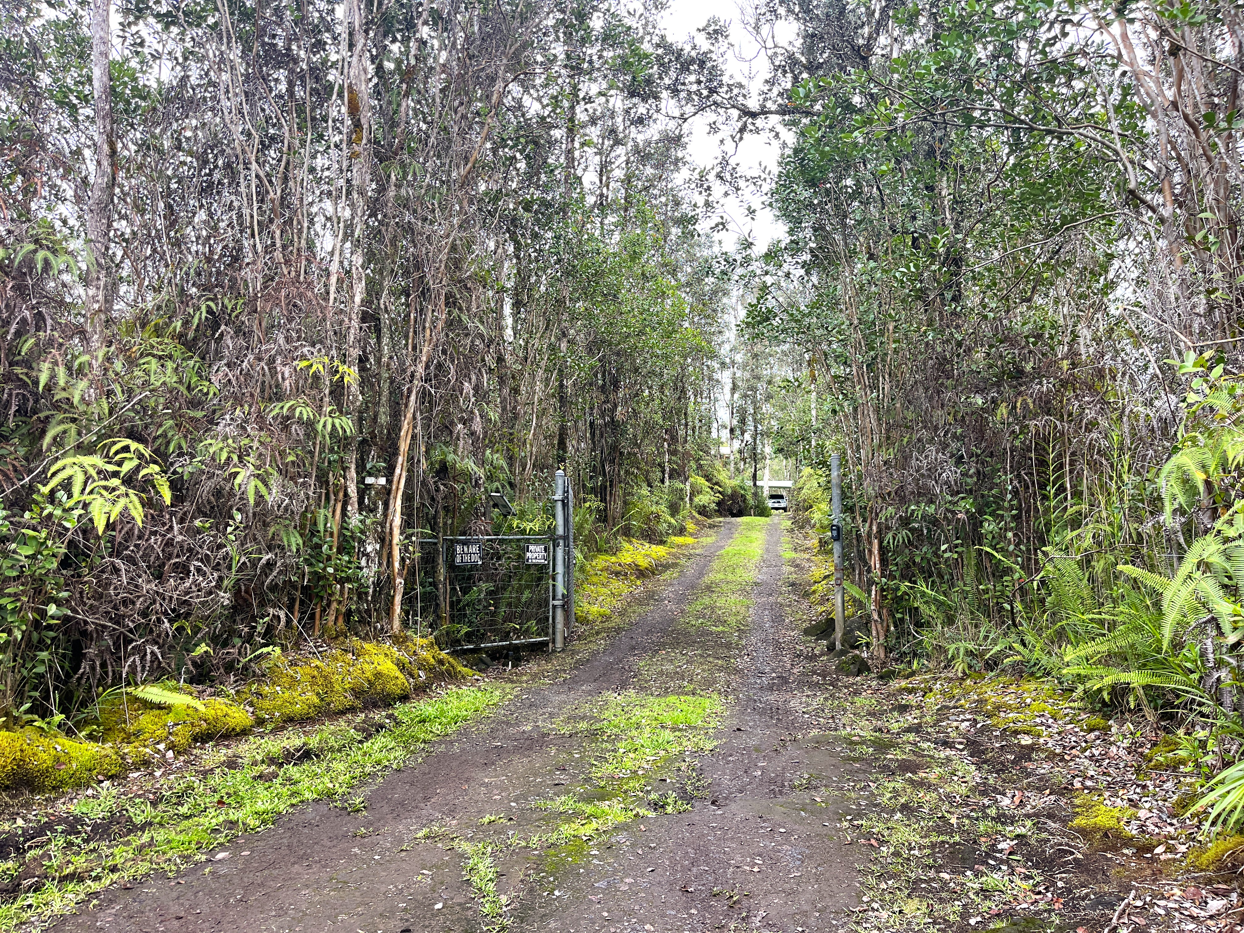 16-1088 Opeapea Road Kurtistown, HI 96760 - Photo 5 of 29 a view of a yard with plants and large trees