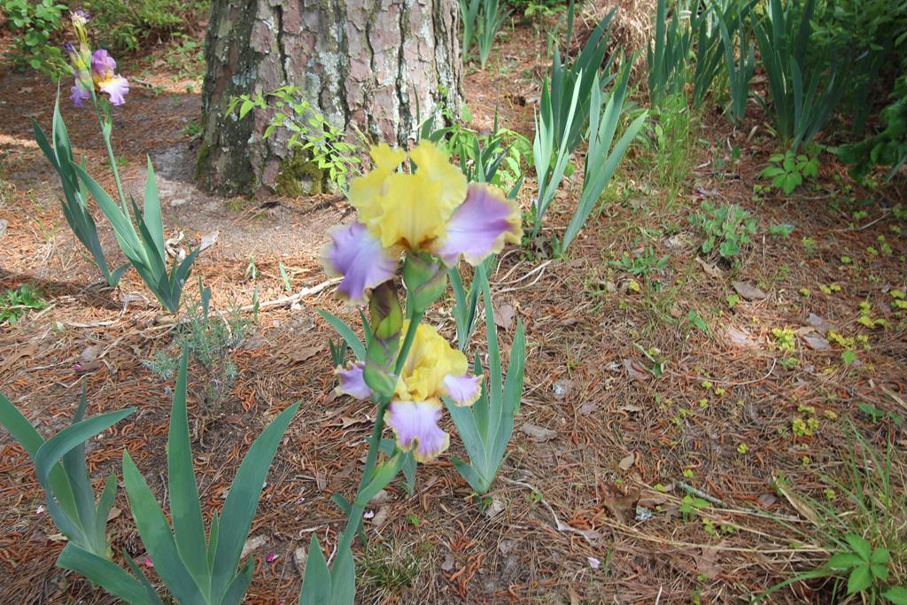 7155 Cedar Cottage Road Franktown, VA 23354 - Photo 23 of 67