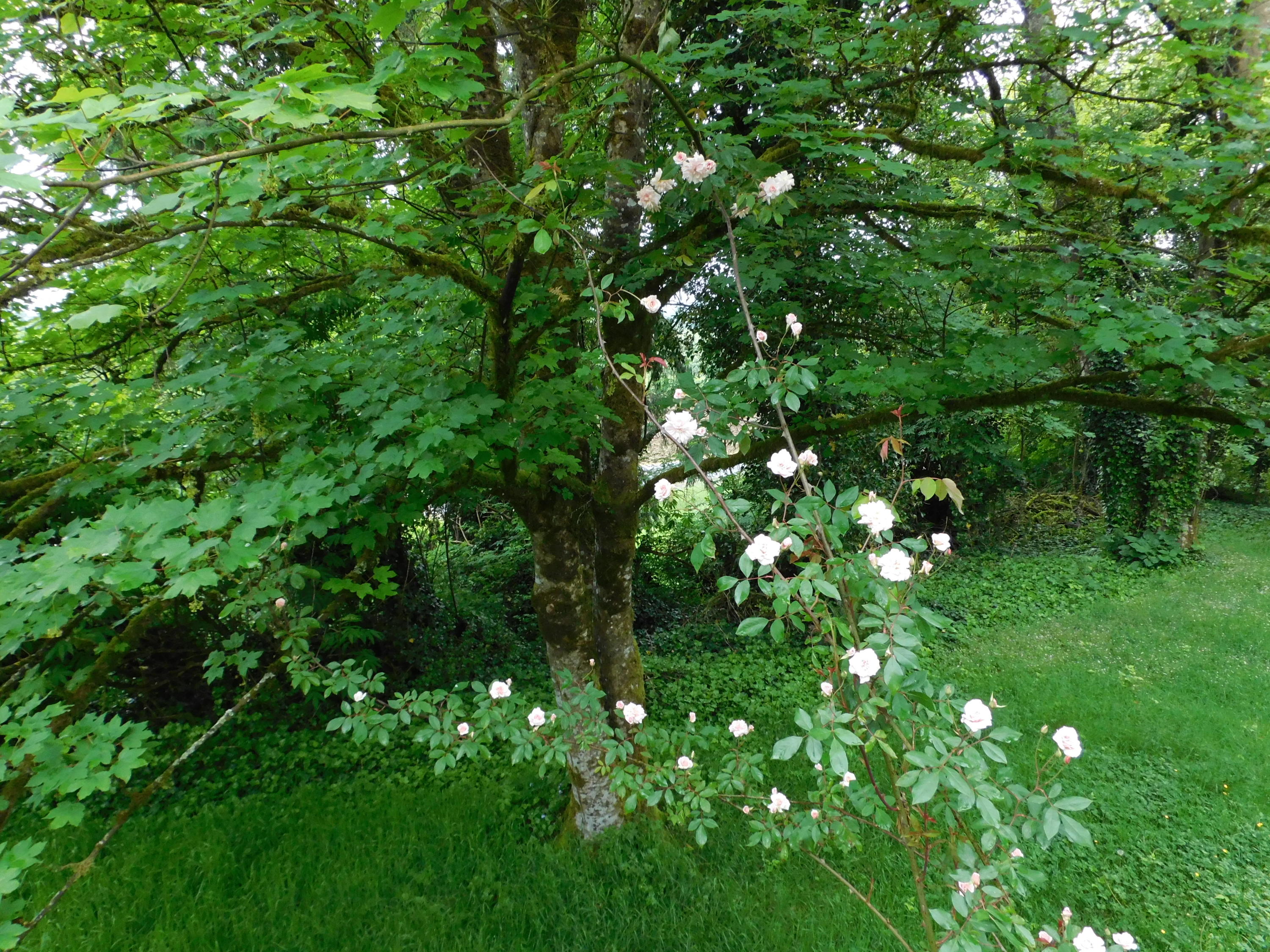 4420 Latimer Road North Tillamook, OR 97141 - Photo 25 of 46 Rose & Maple-3