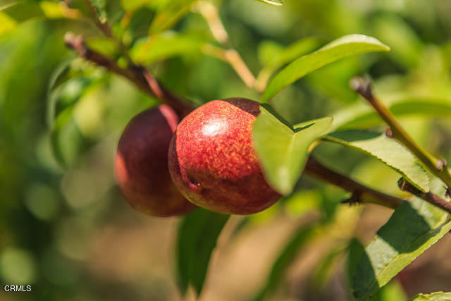 3665 Shadow Grove Road Pasadena, CA 91107 - Photo 26 of 27 a view of a painting of a tree