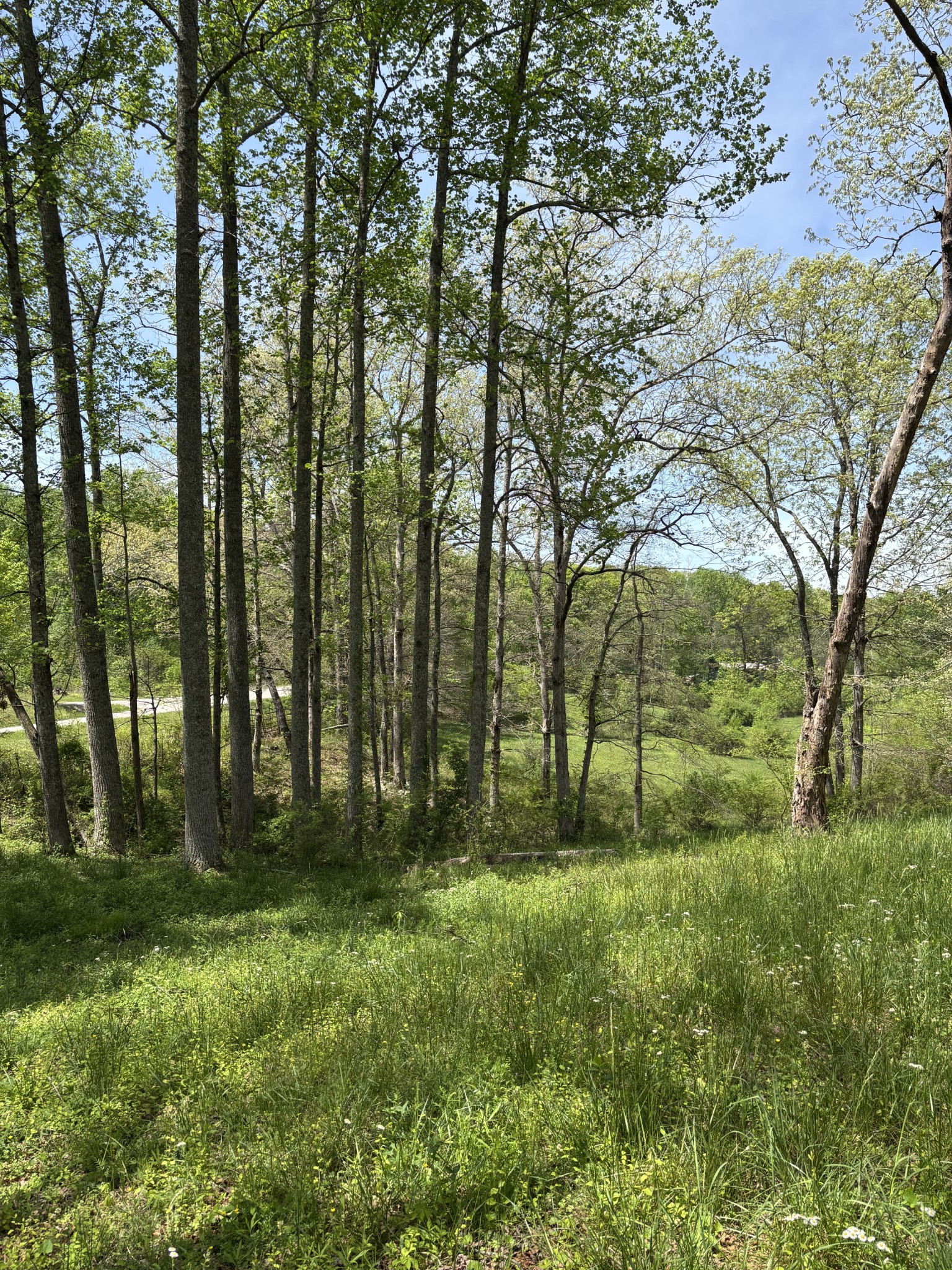 0 Myers Hill Road Tracy City, TN 37387 - Photo 6 of 11