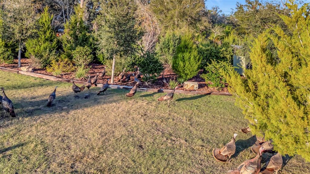 7330 Crabgrass Road St. Cloud, FL 34773 - Photo 37 of 60 a backyard of a house with table and chairs