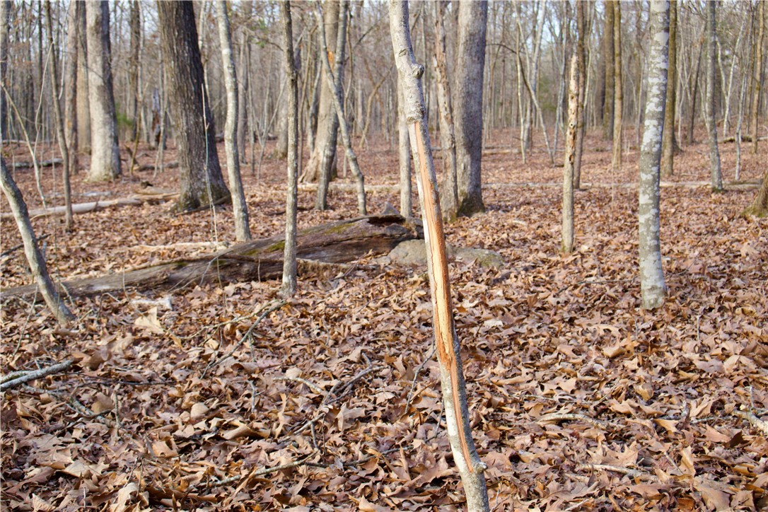 22.37 /- Acres Price Road Winslow, AR 72959 - Photo 22 of 60 Gallery Image 22