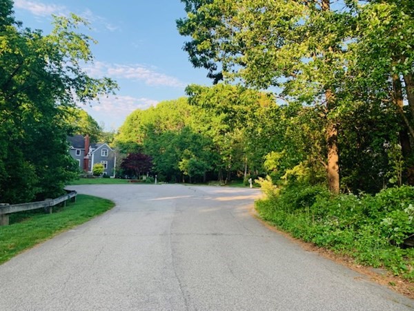 a view of a yard with plants and trees