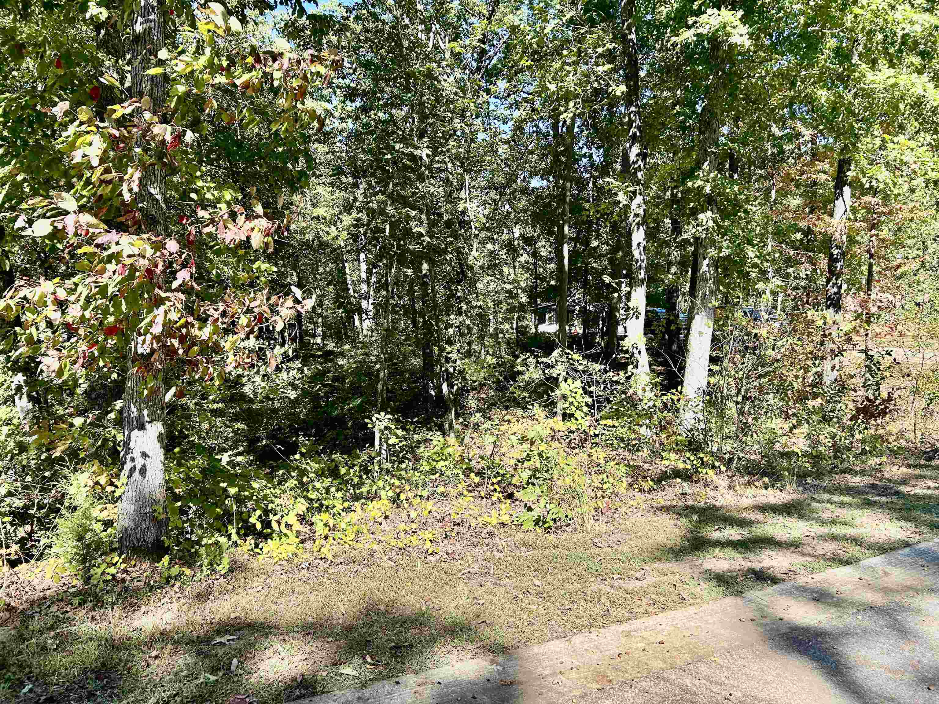 106 Gentle Ridge Way Savannah, TN 38372 - Photo 8 of 9 a view of a garden with plants