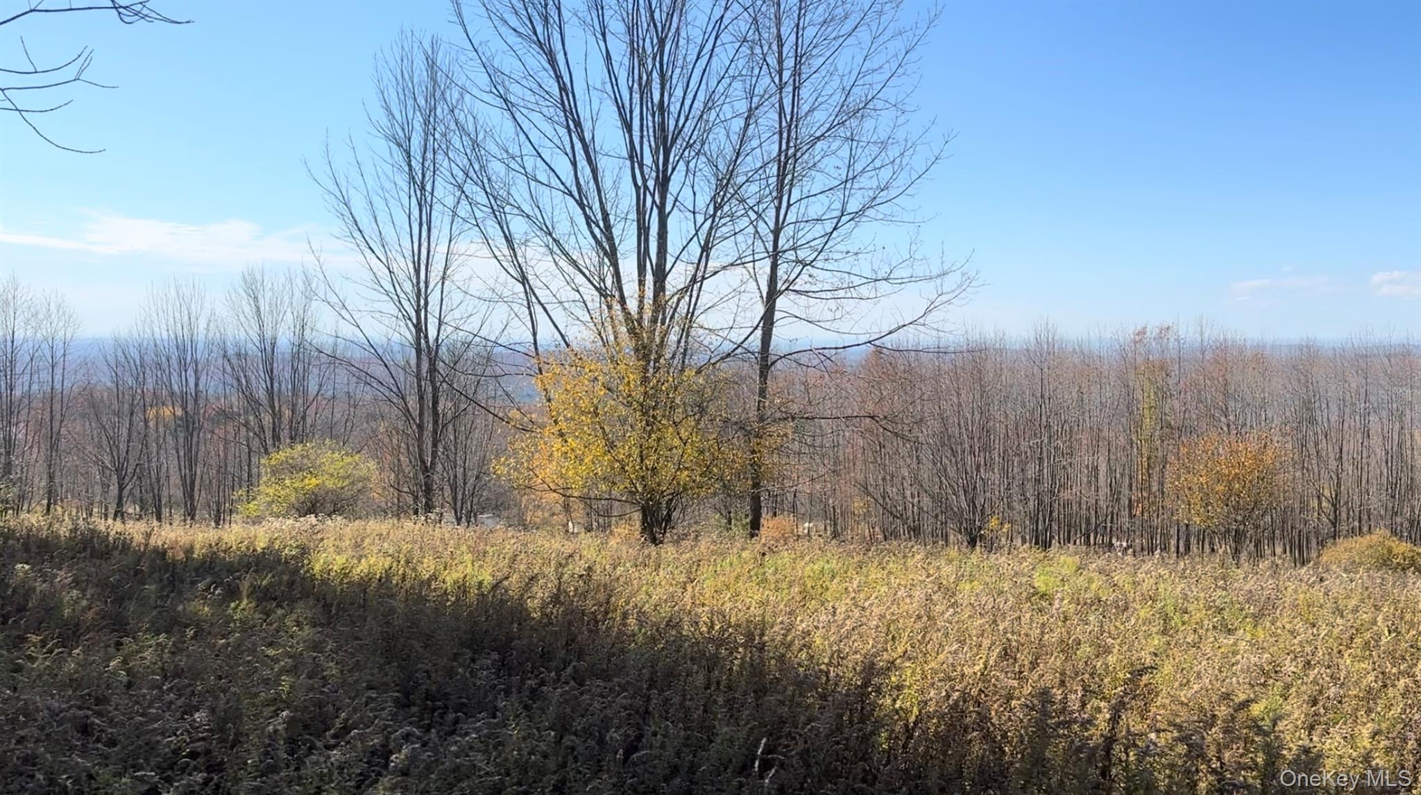 Chaffee Road Liberty, NY 12754 - Photo 2 of 7 a view of backyard and tree