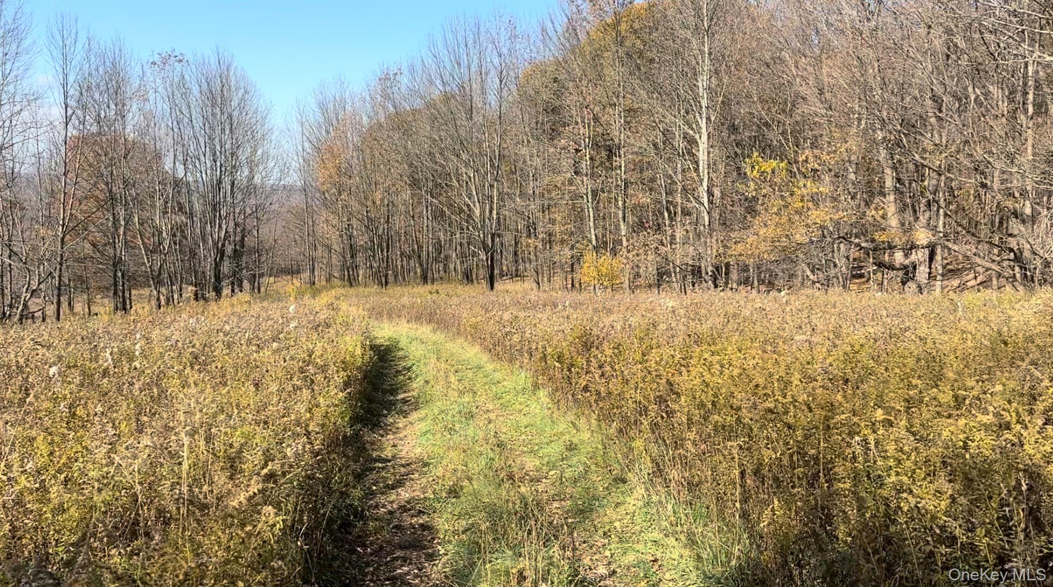 Chaffee Road Liberty, NY 12754 - Photo 4 of 7 a view of yard with trees