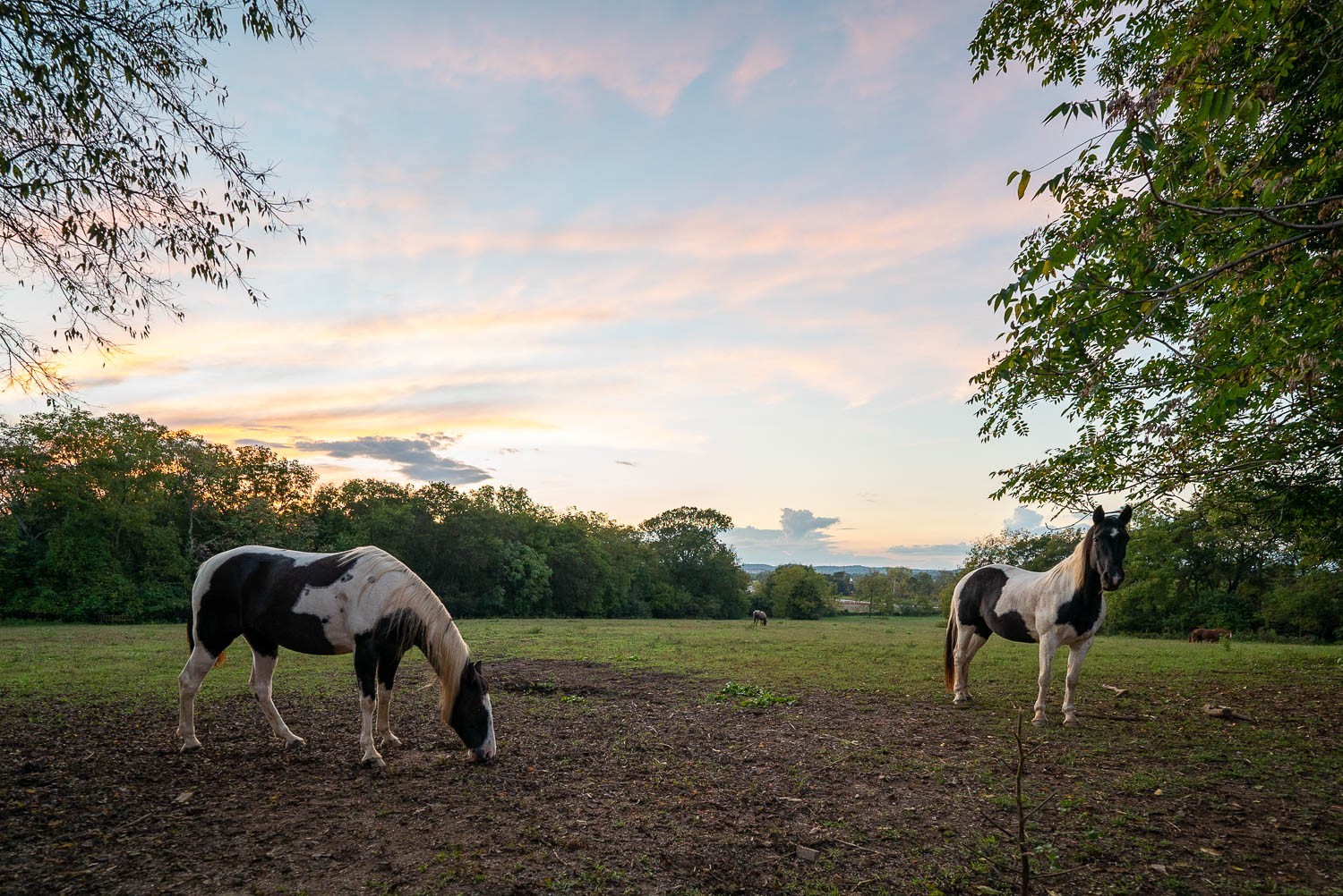 69 Blue Ridge Trace Hendersonville, TN 37075 - Photo 46 of 50 a view of a yard in front of the house