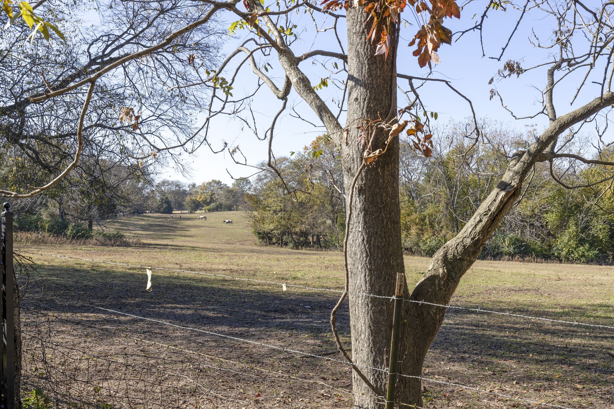69 Blue Ridge Trace Hendersonville, TN 37075 - Photo 49 of 50 a view of a yard next to a road