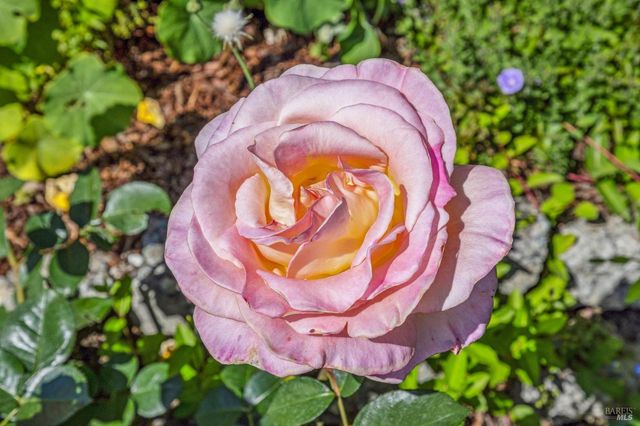 $1,399,000 | 659 Las Colindas Road, San Rafael, CA 94903