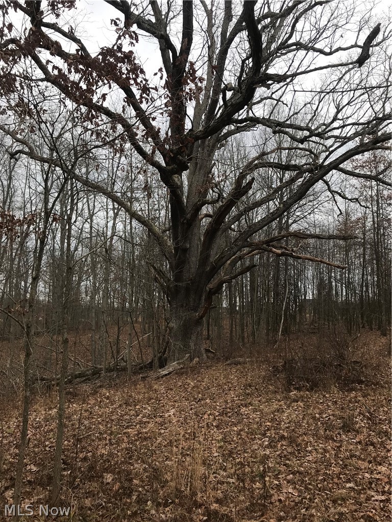 8200 Gibson Road Canfield, OH 44406 - Photo 13 of 19 One of Mahoning County's most mature Oak Tree with 6 ft base.