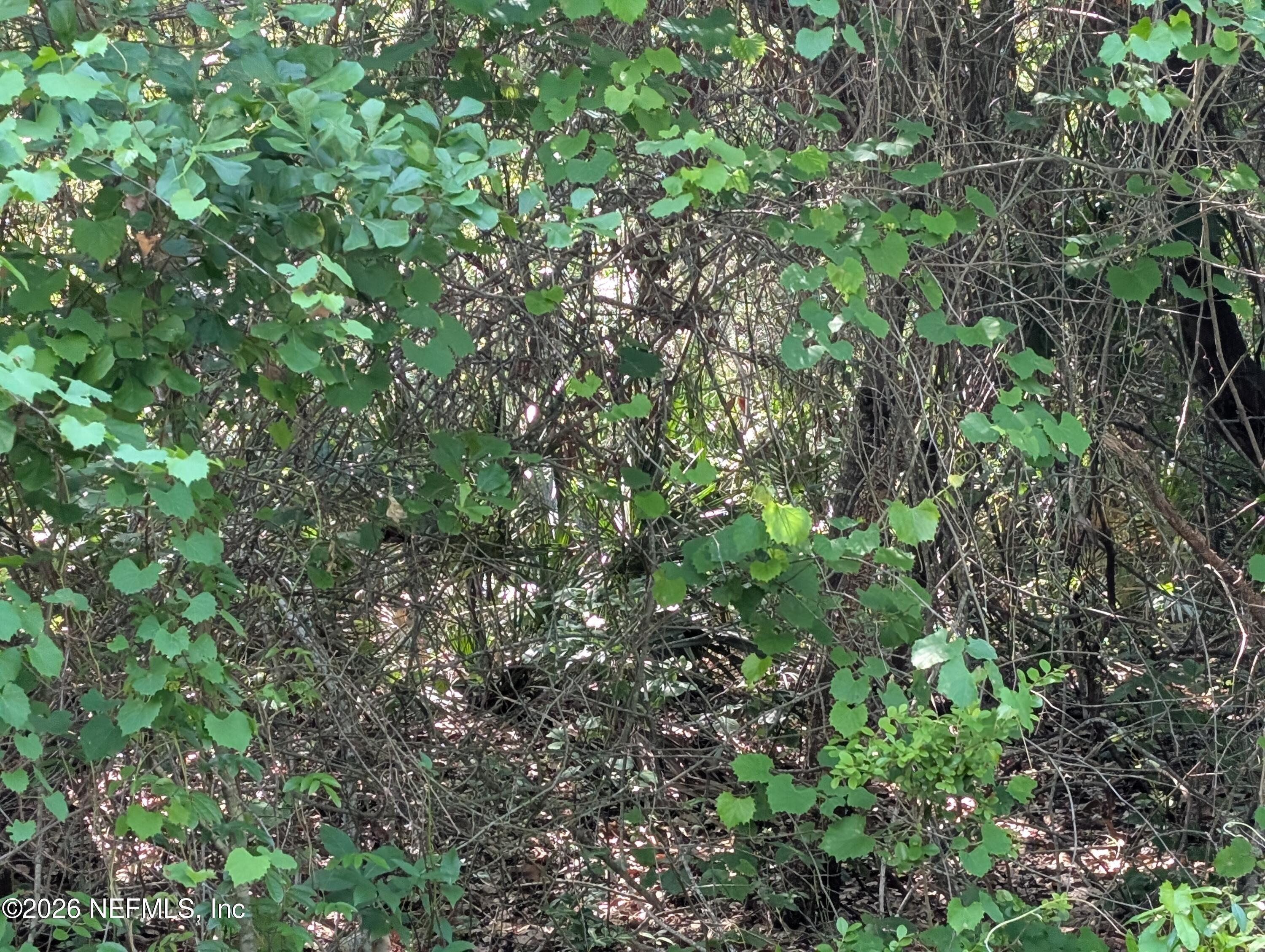 5662 Caribbean Circle Keystone Heights, FL 32656 - Photo 4 of 12 a view of a lush green forest