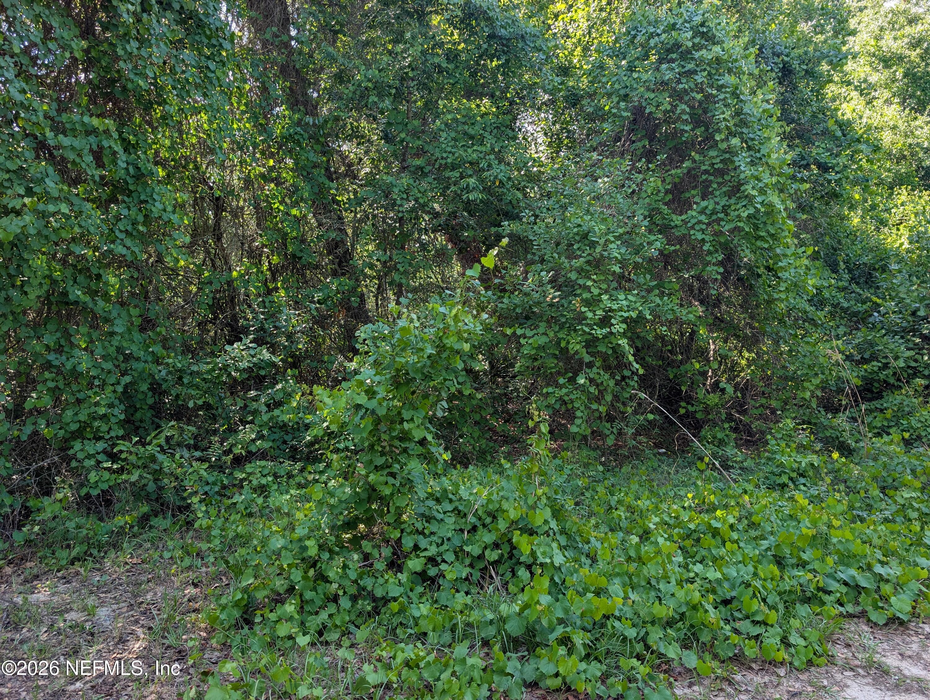 5662 Caribbean Circle Keystone Heights, FL 32656 - Photo 5 of 12 a view of a lush green forest