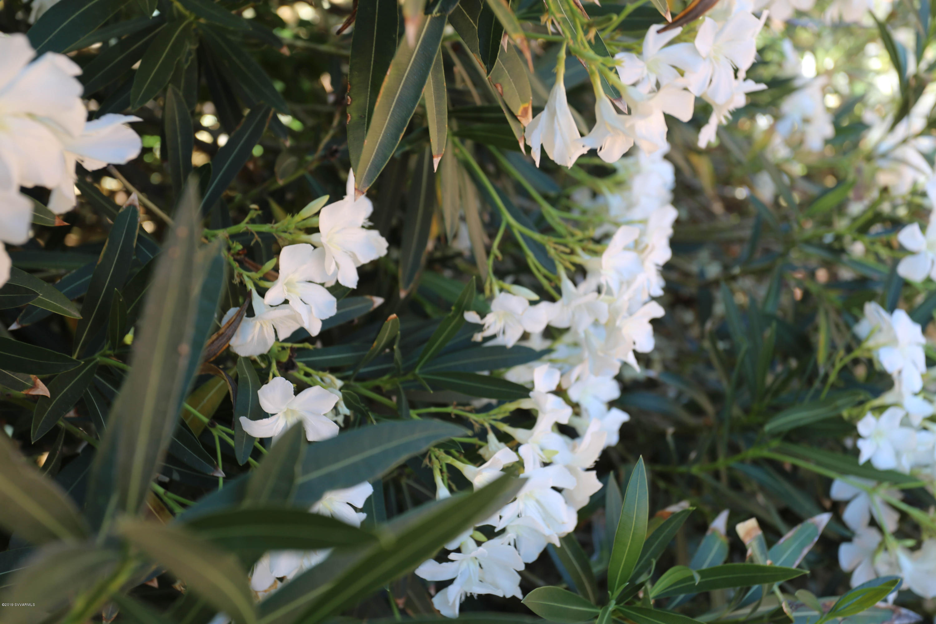 120 Rimrock Ride Sedona, AZ 86351 - Photo 30 of 36 Oleander Bush Flowers