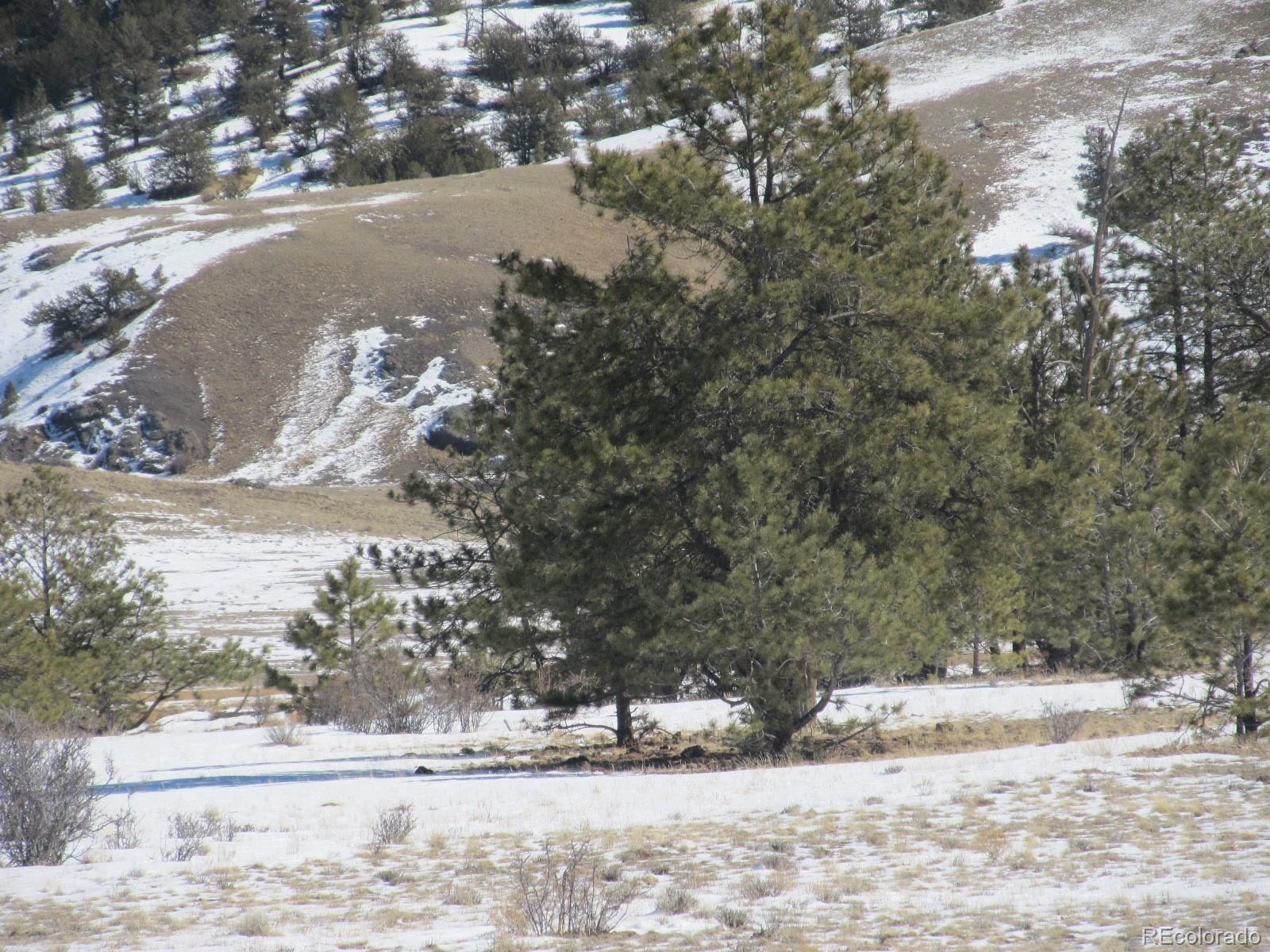 237 Black Beaver Road Hartsel, CO 80449 - Photo 4 of 7 a view of a yard with trees