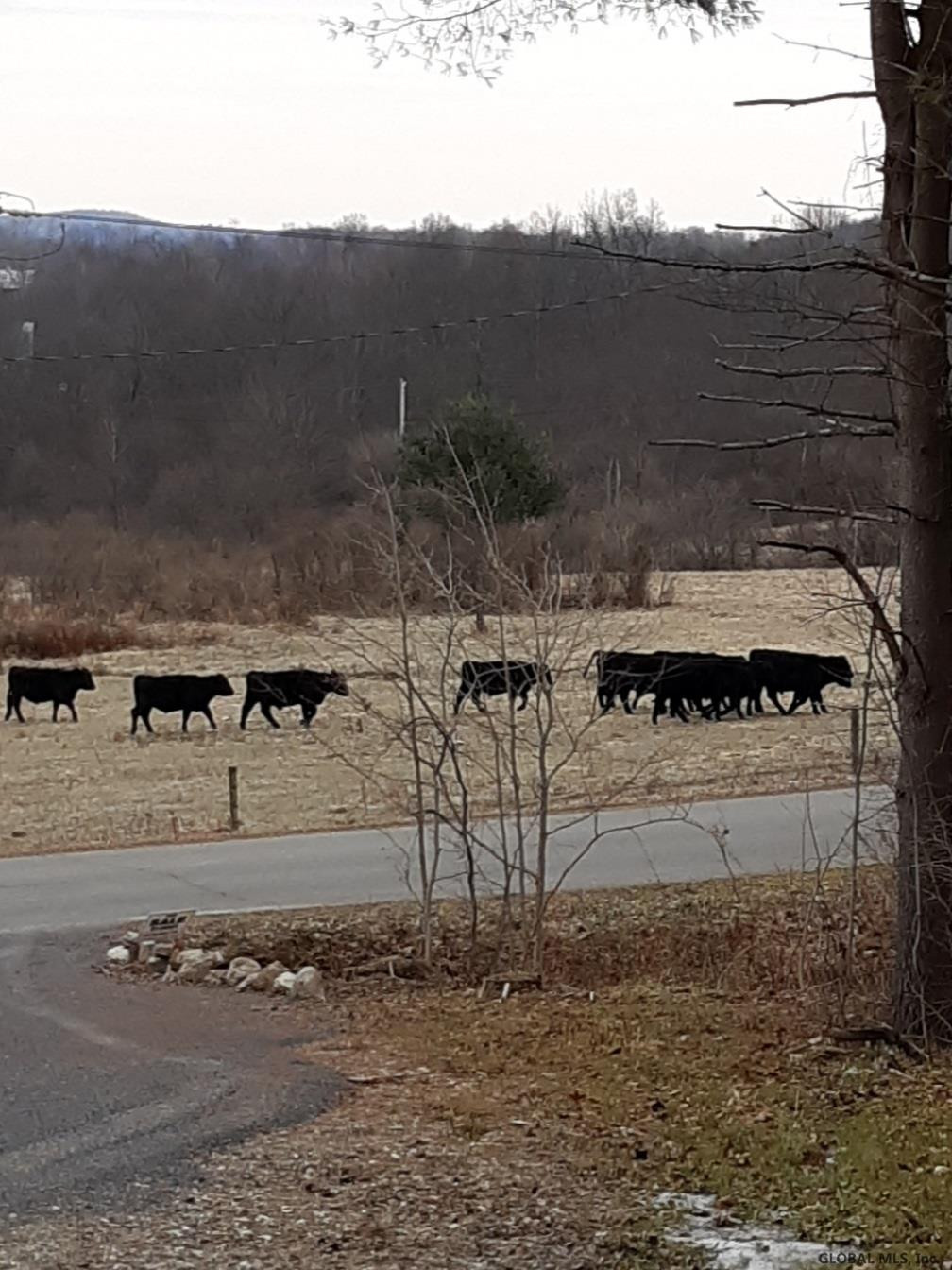 56 Colonel Baume Road Easton, NY 12834 - Photo 6 of 23 Blank Angus Cows