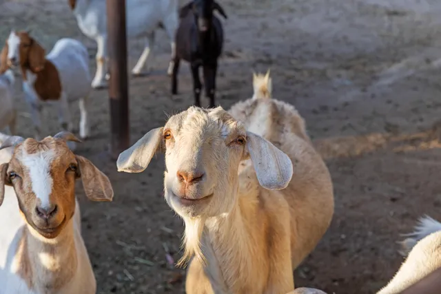 $6,750,000 | 1642 Alamo Pintado Road, Solvang, CA 93463