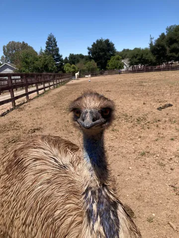 $6,750,000 | 1642 Alamo Pintado Road, Solvang, CA 93463