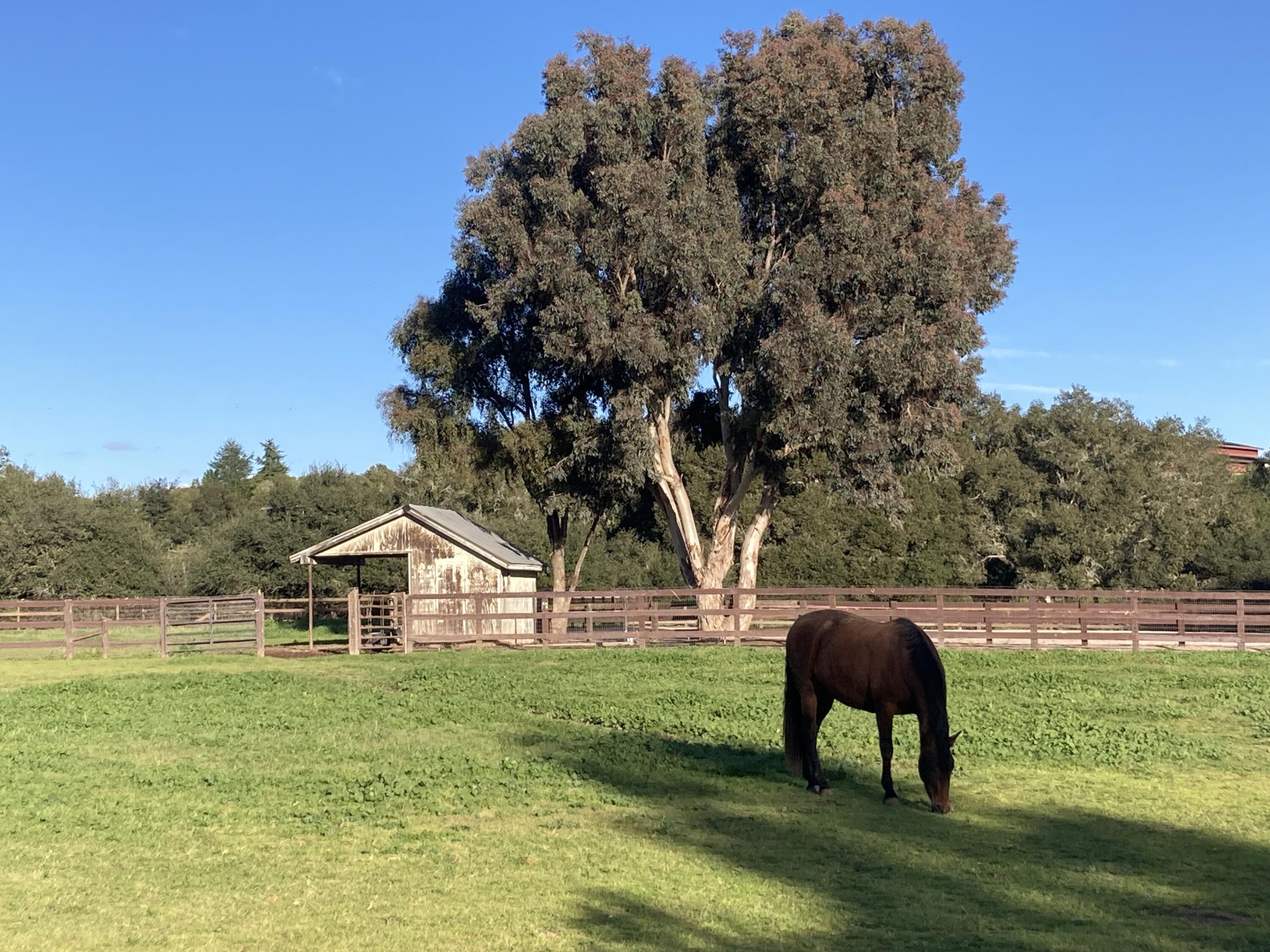1642 Alamo Pintado Road Solvang, CA 93463 - Photo 75 of 85 1642 Alamo Pintado