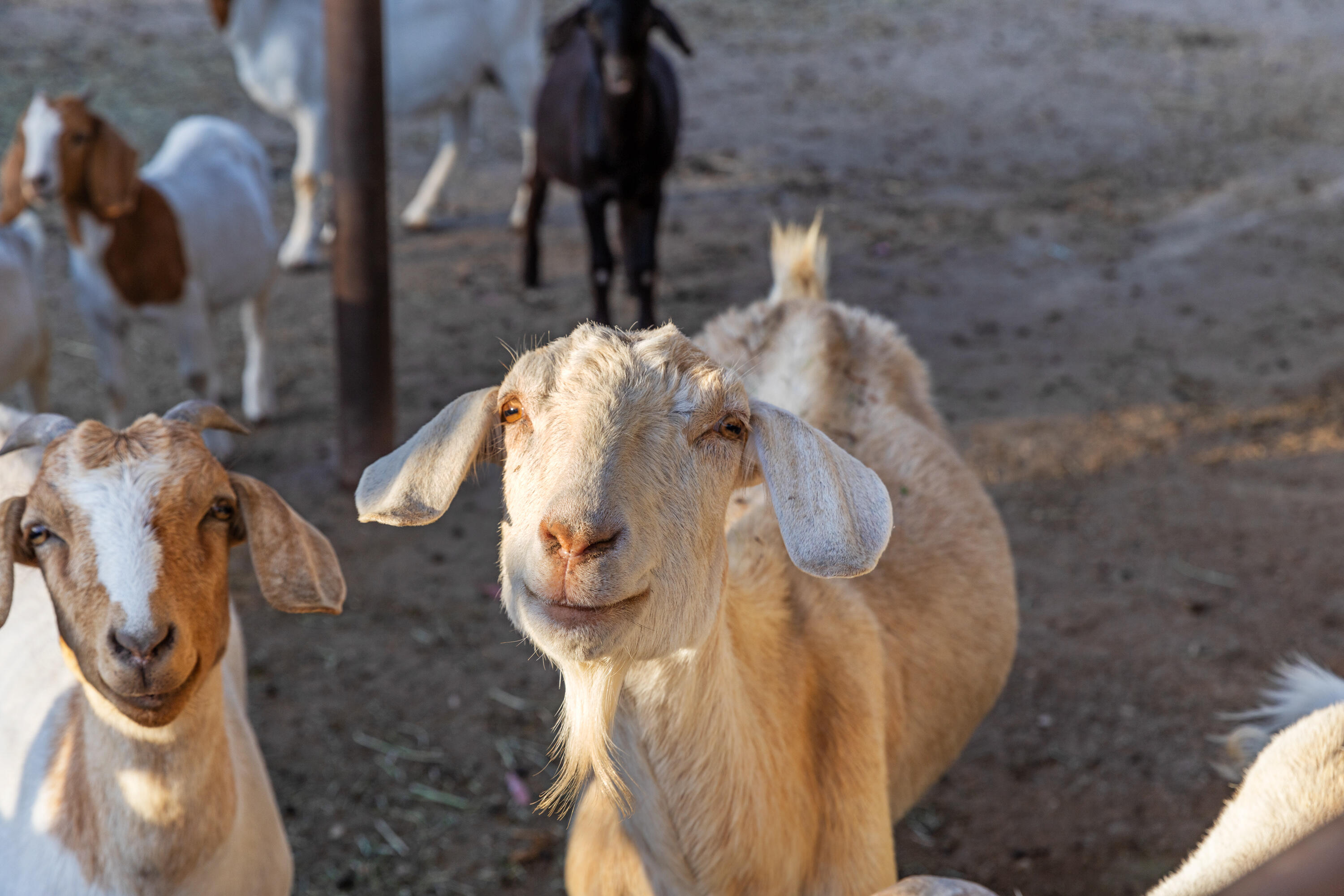 1642 Alamo Pintado Road Solvang, CA 93463 - Photo 80 of 85 1642 Alamo Pintado