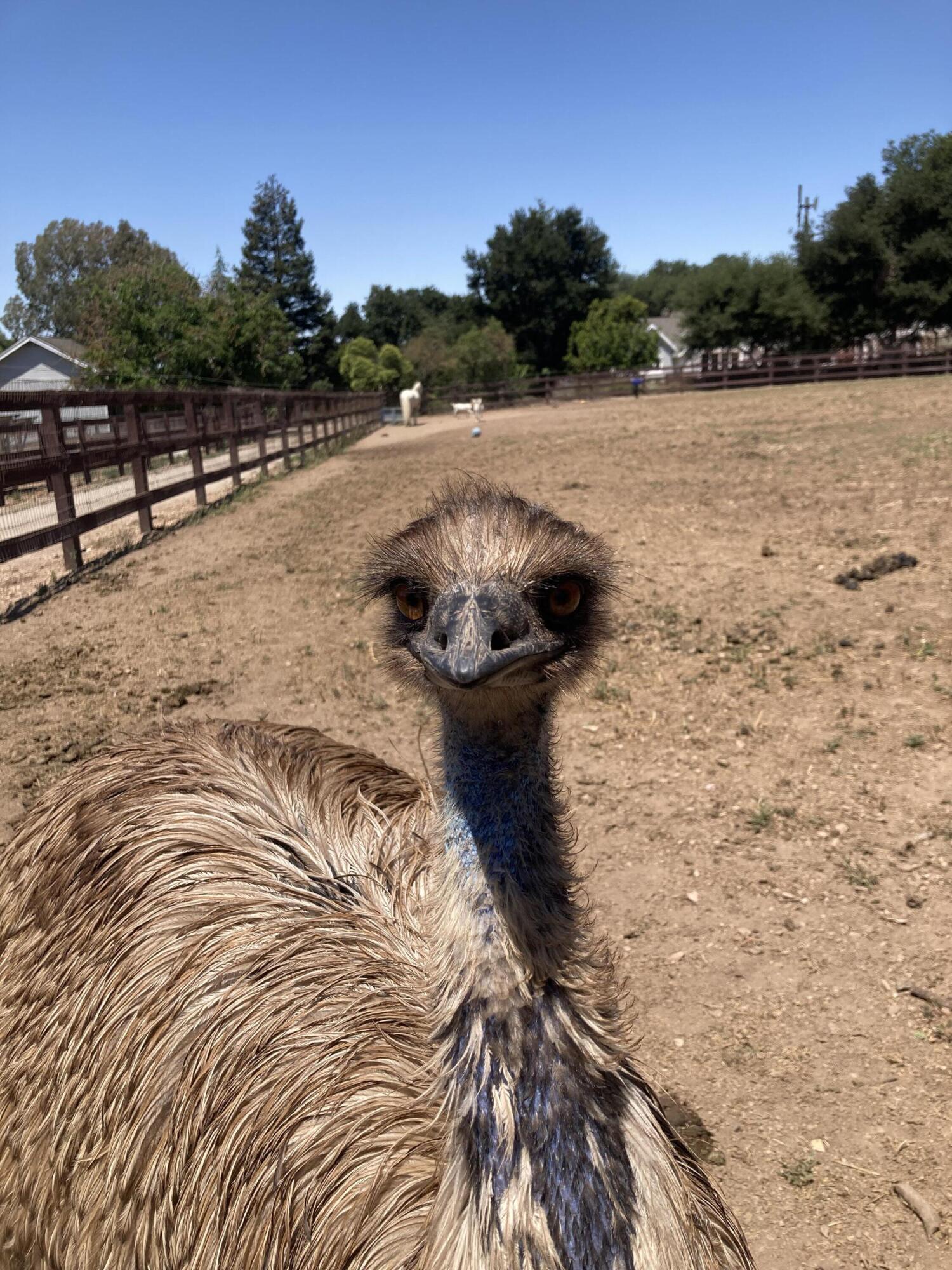 1642 Alamo Pintado Road Solvang, CA 93463 - Photo 81 of 85 1642 Alamo Pintado