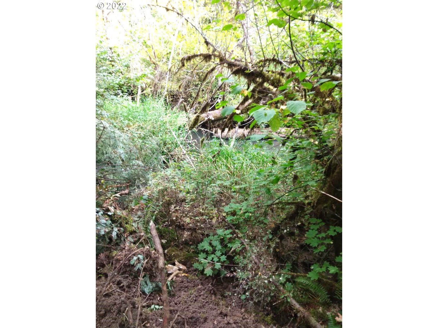 501 Carpenter Bypass Road Lorane, OR 97451 - Photo 13 of 17 a view of a yard with plants and a trees