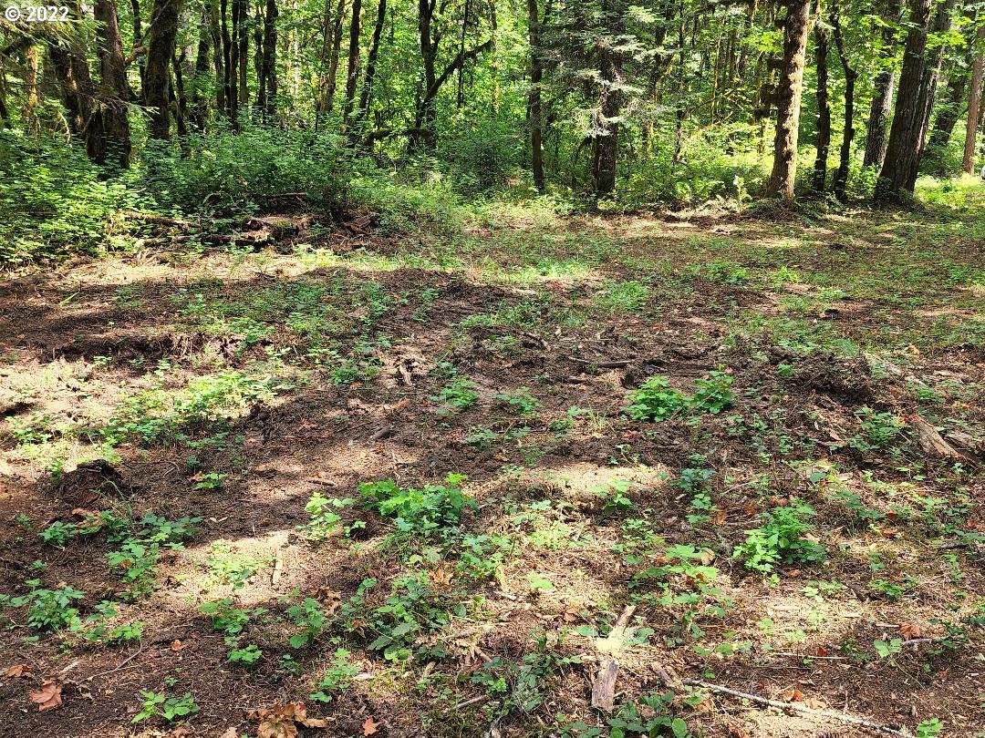 501 Carpenter Bypass Road Lorane, OR 97451 - Photo 15 of 17 a view of outdoor space with trees