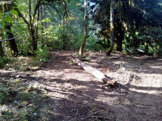 a view of a forest with trees