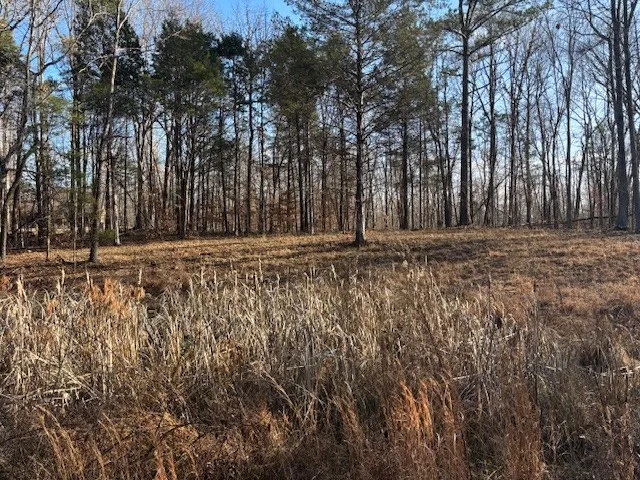 a big yard with trees