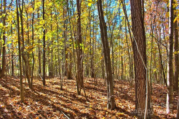 a view of forest